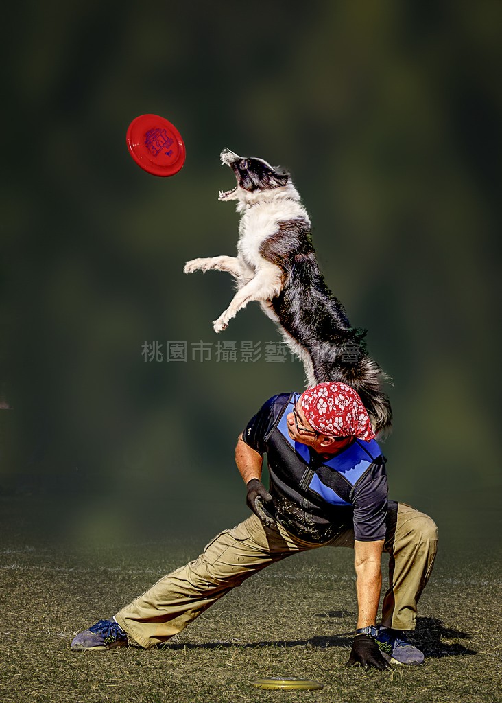 飛盤狗