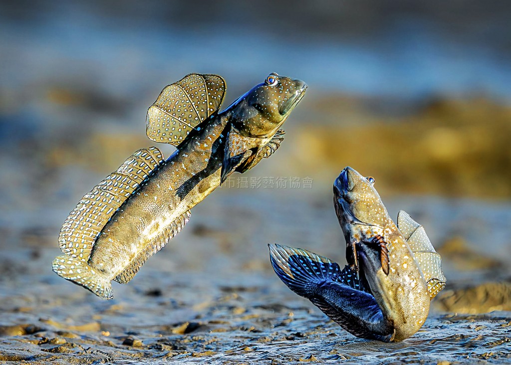 彈塗魚