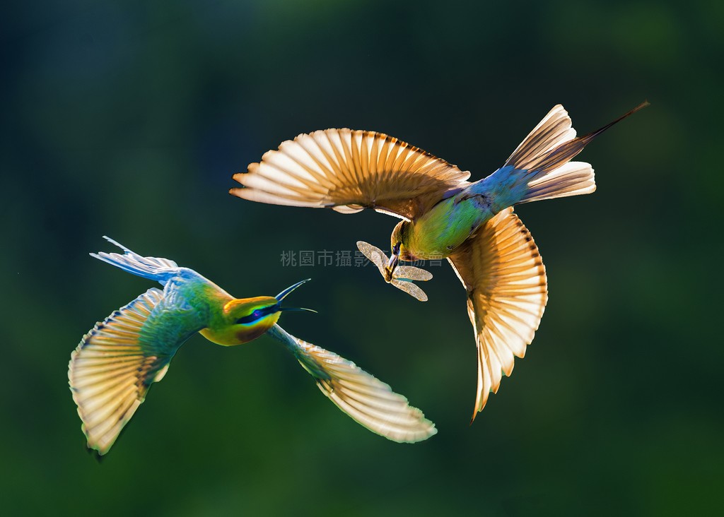 空中傳食