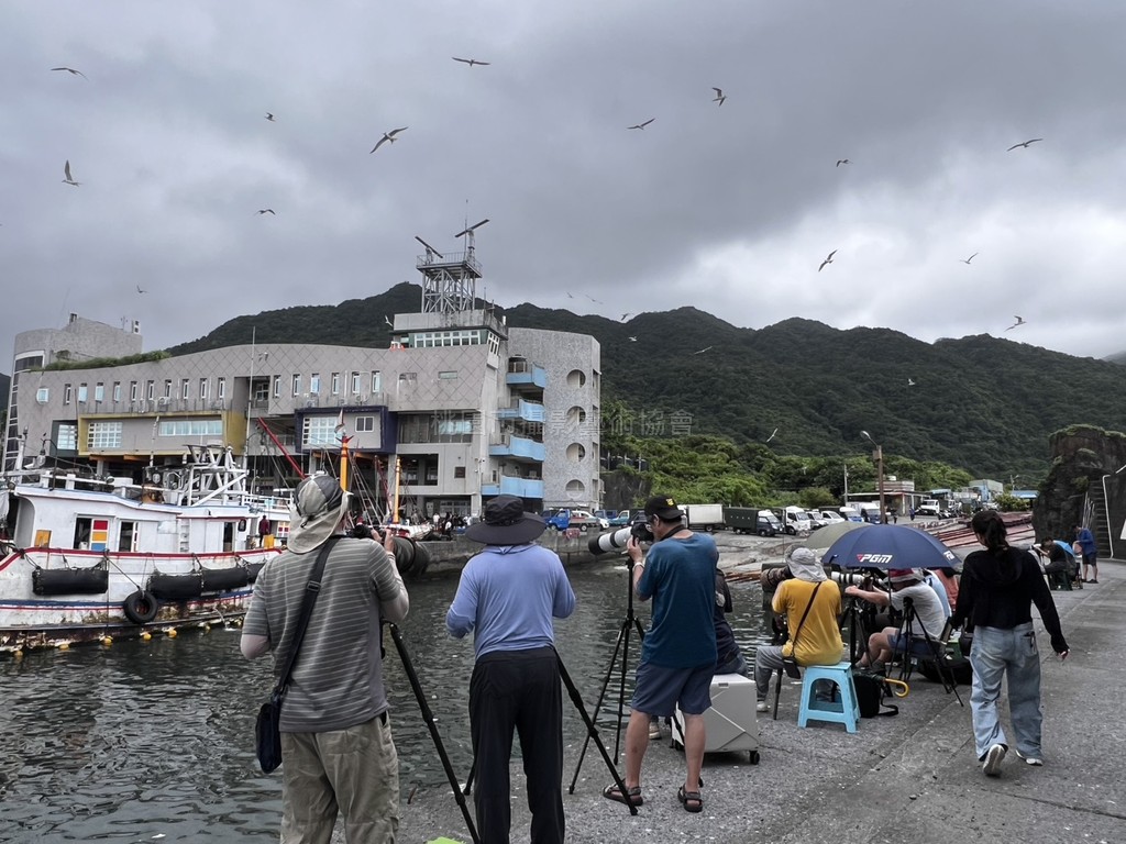 宜蘭大溪漁港鳳頭燕鷗揪拍團