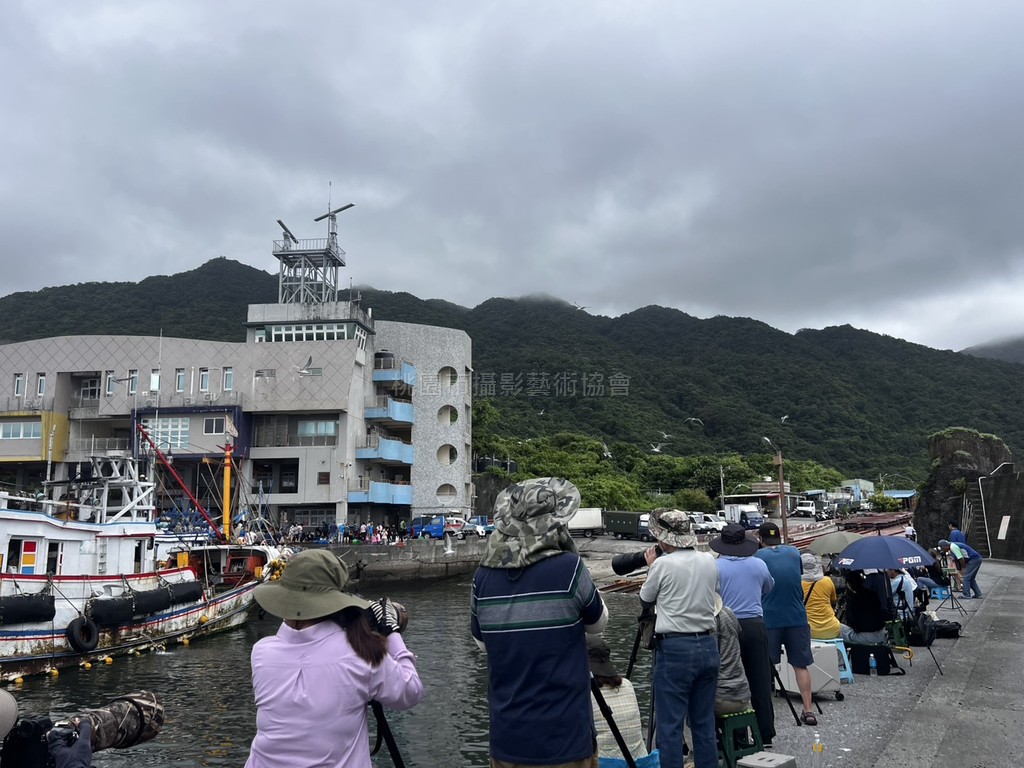 宜蘭大溪漁港鳳頭燕鷗揪拍團