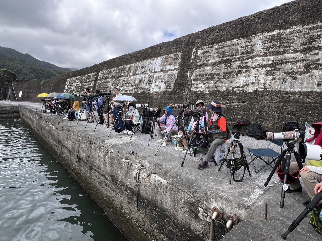 宜蘭大溪漁港鳳頭燕鷗揪拍團