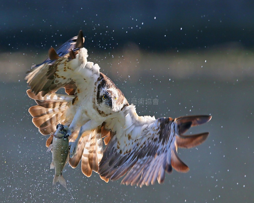 魚鷹