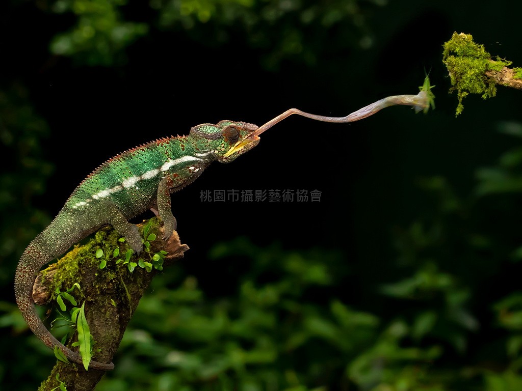 獵食