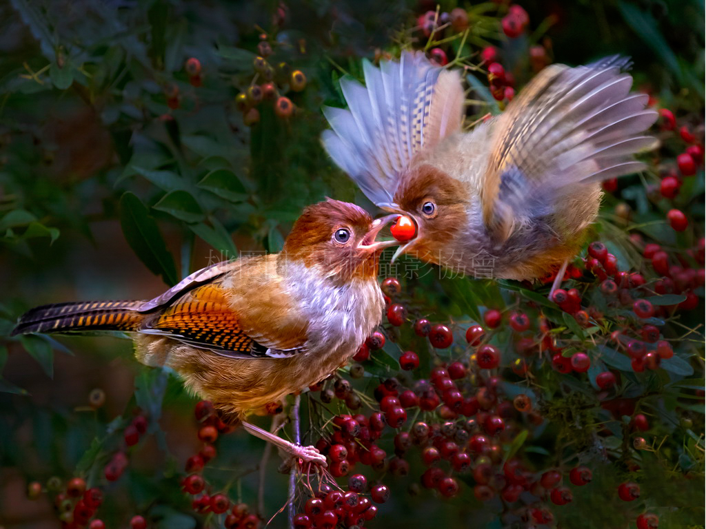 餵食