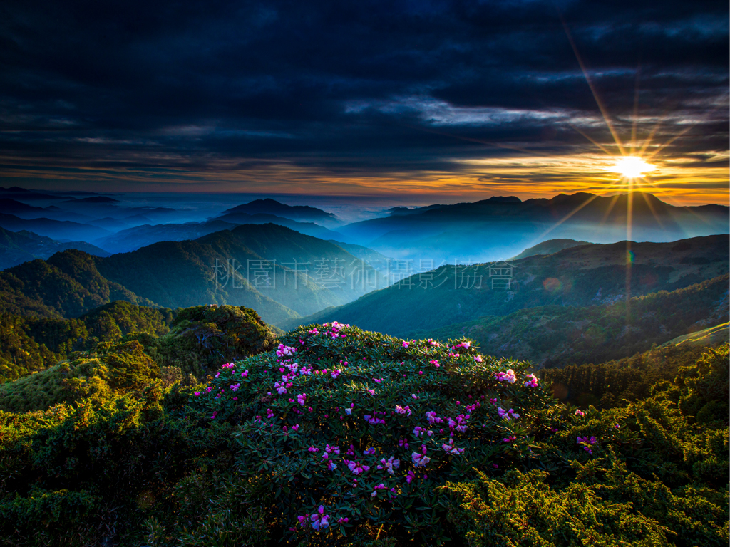 夕陽映杜鵑