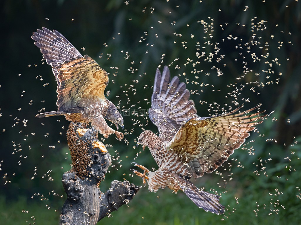 爭食