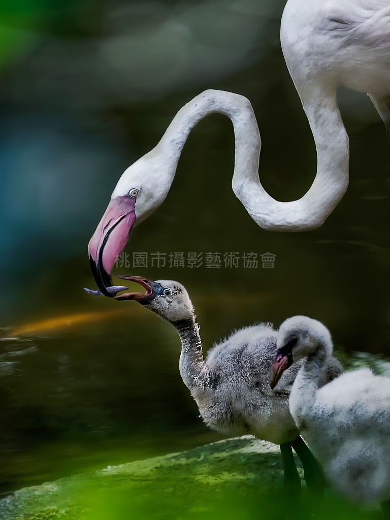 火烈鳥餵雛