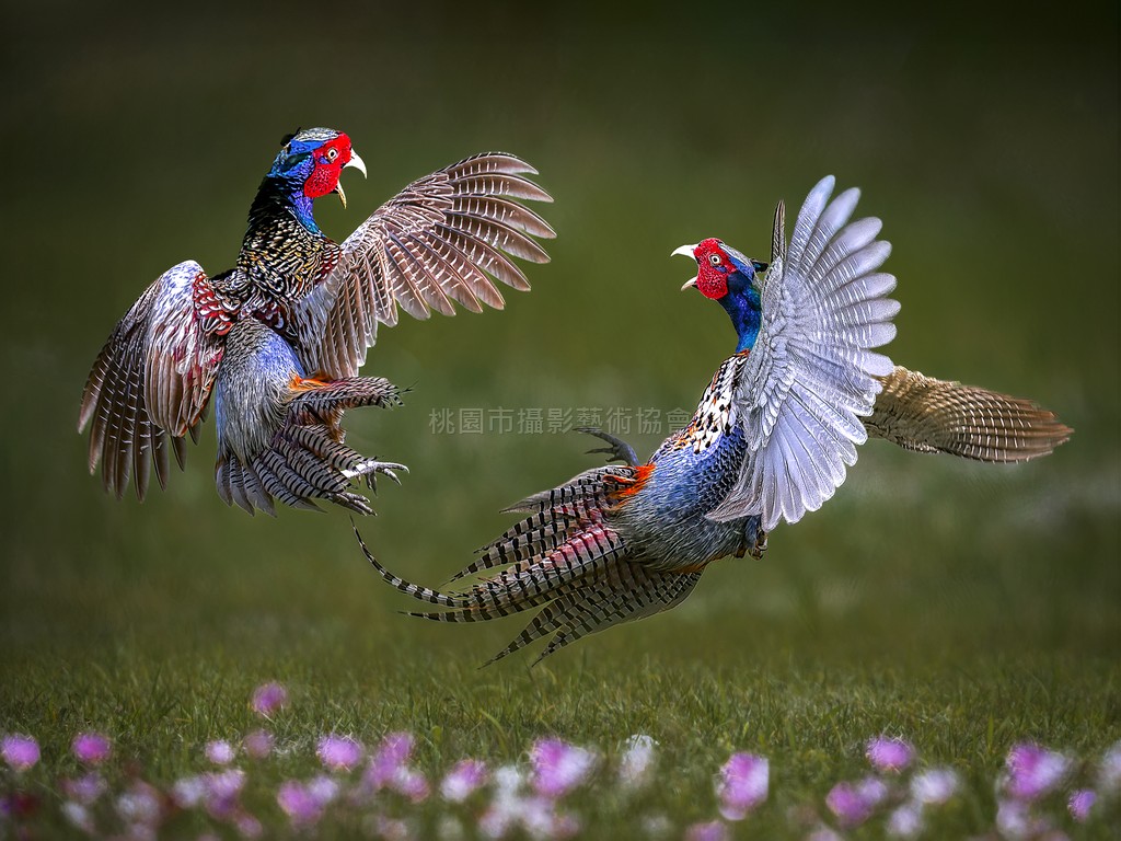 為愛而戰