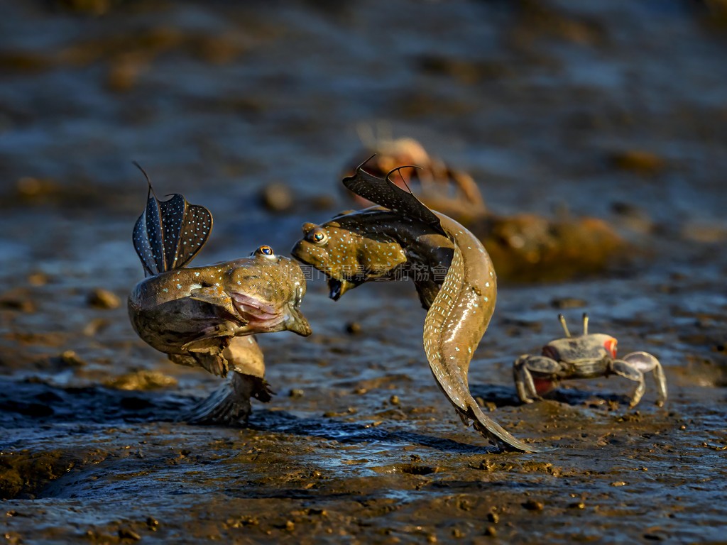 金雞獨立