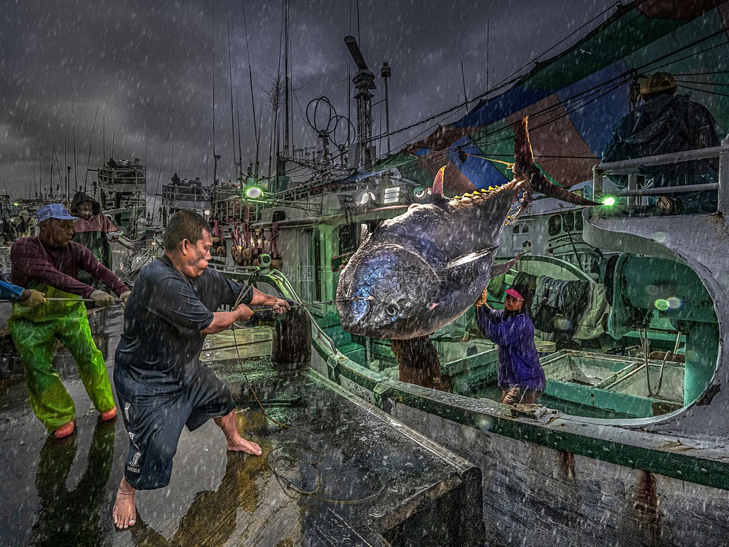 東港鮪魚季