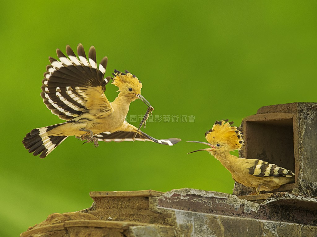 戴勝傳食