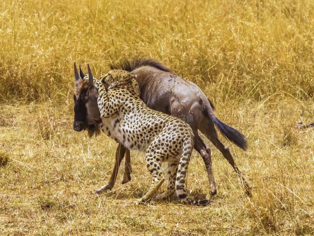 獵