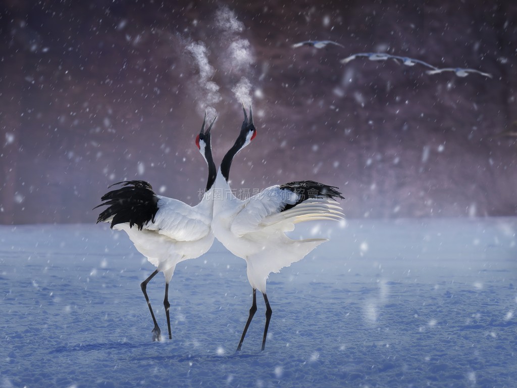 鶴鳴平安