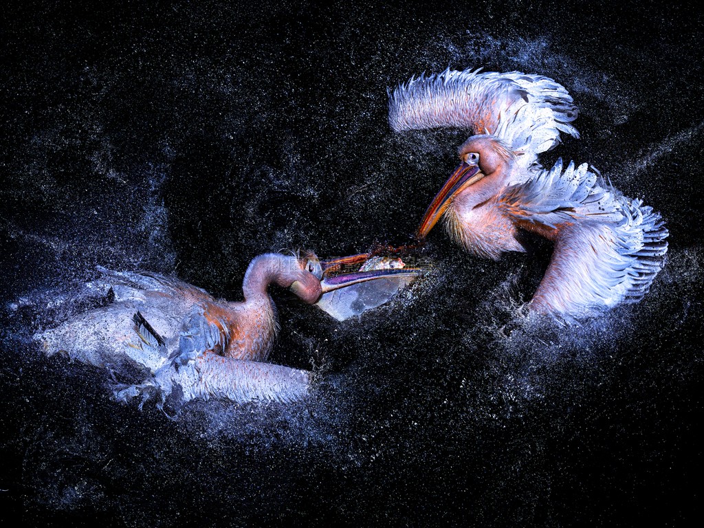 鵜鶘的早餐