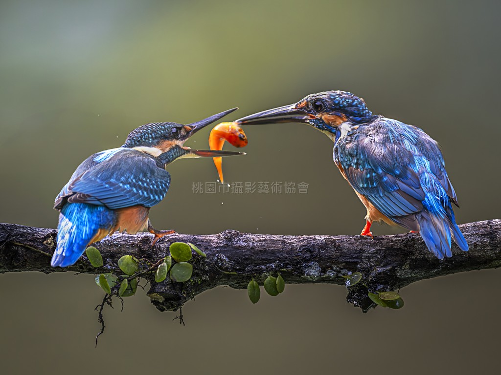 翠鳥育雛