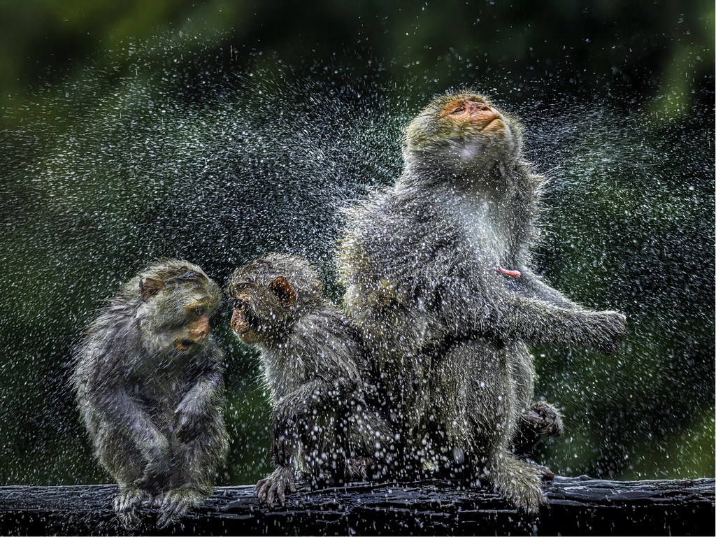午後的一場雨