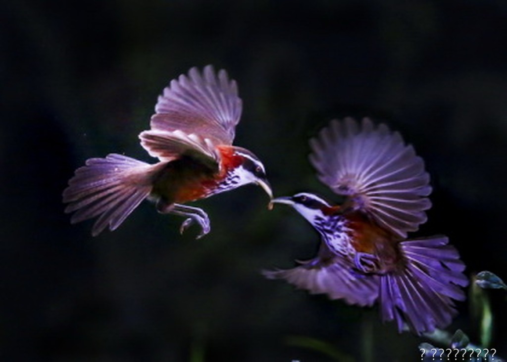 分享美食