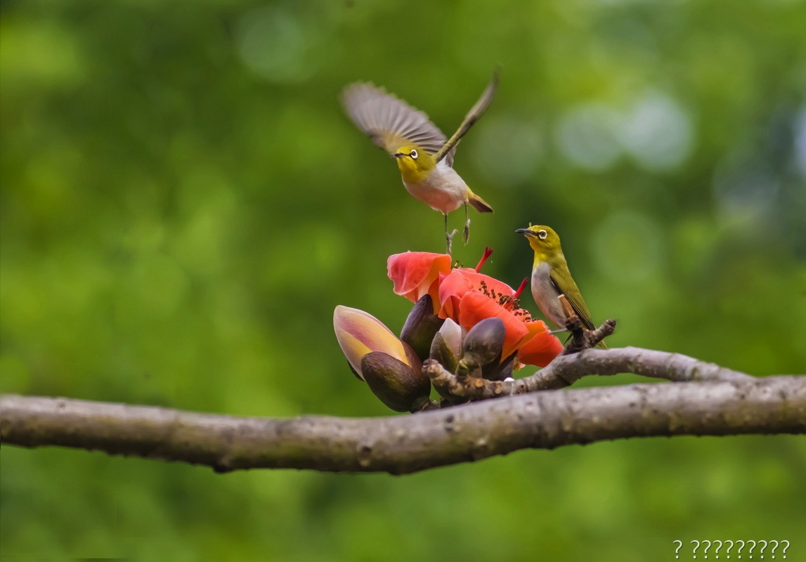 鳥戀花
