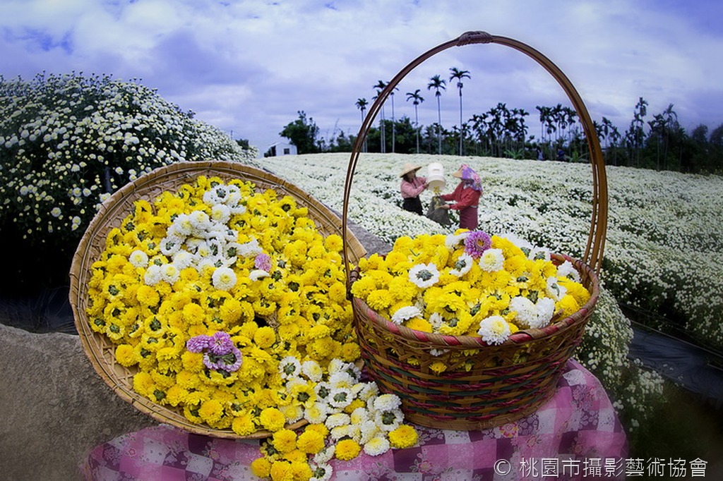 杭菊之美