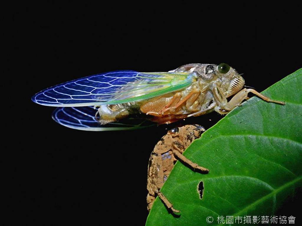 蛻變