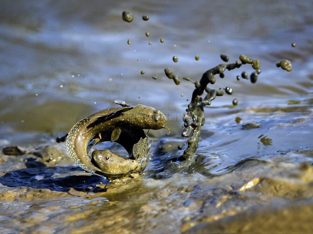 魚戲江湖