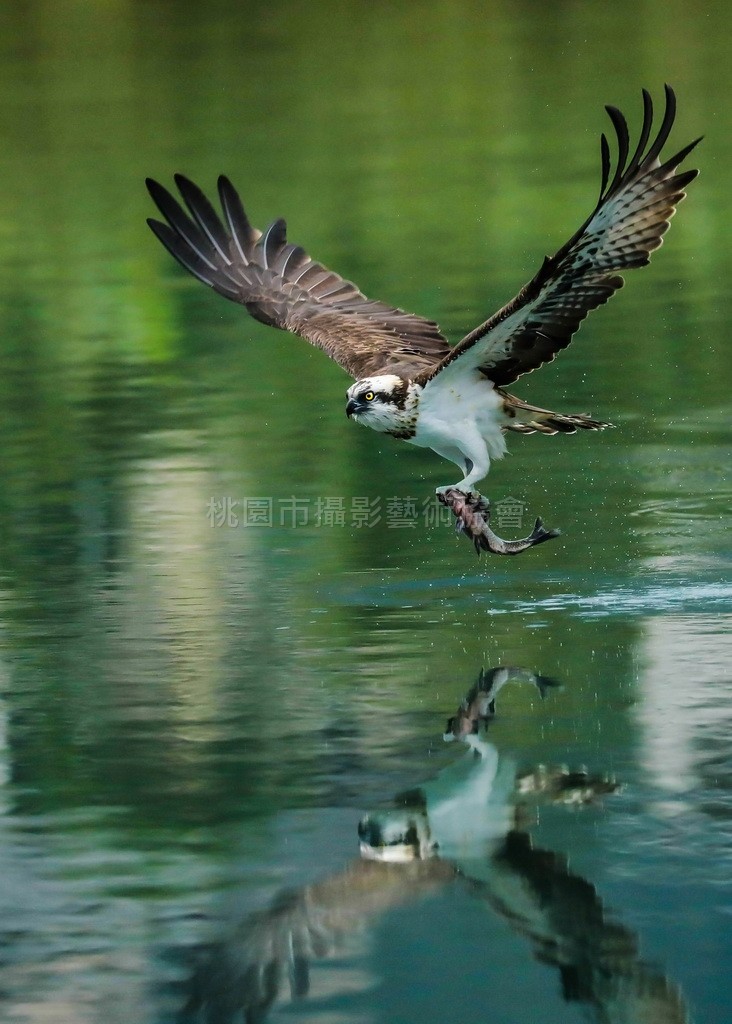 魚鷹出擊
