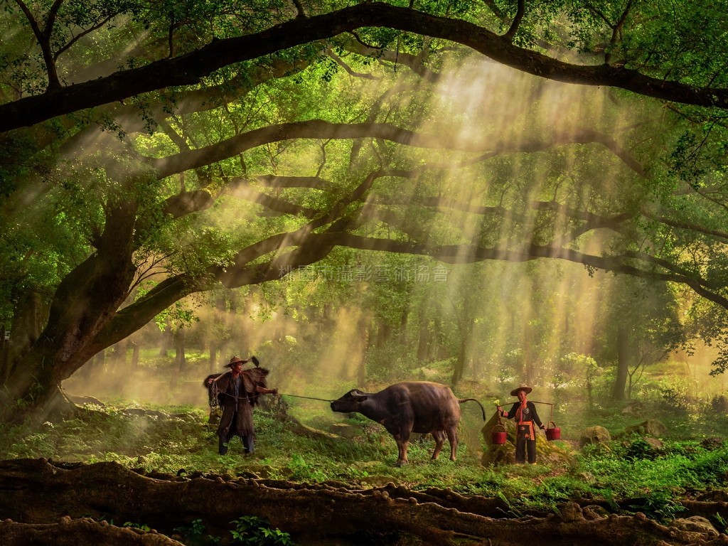 晨曲