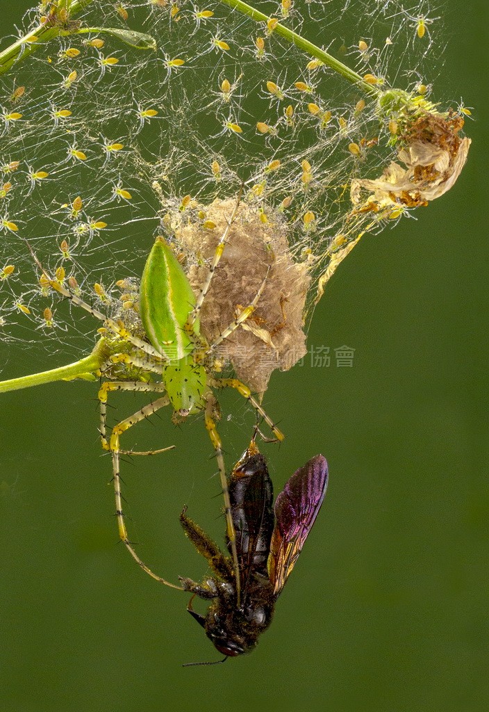 覓食