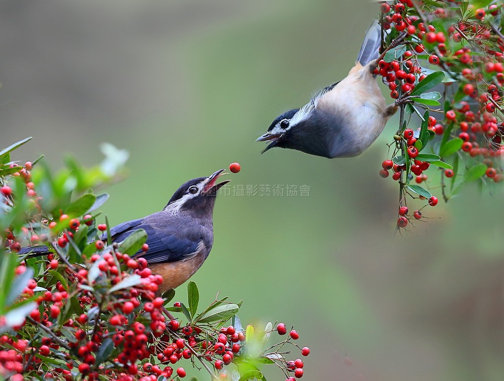 覓食