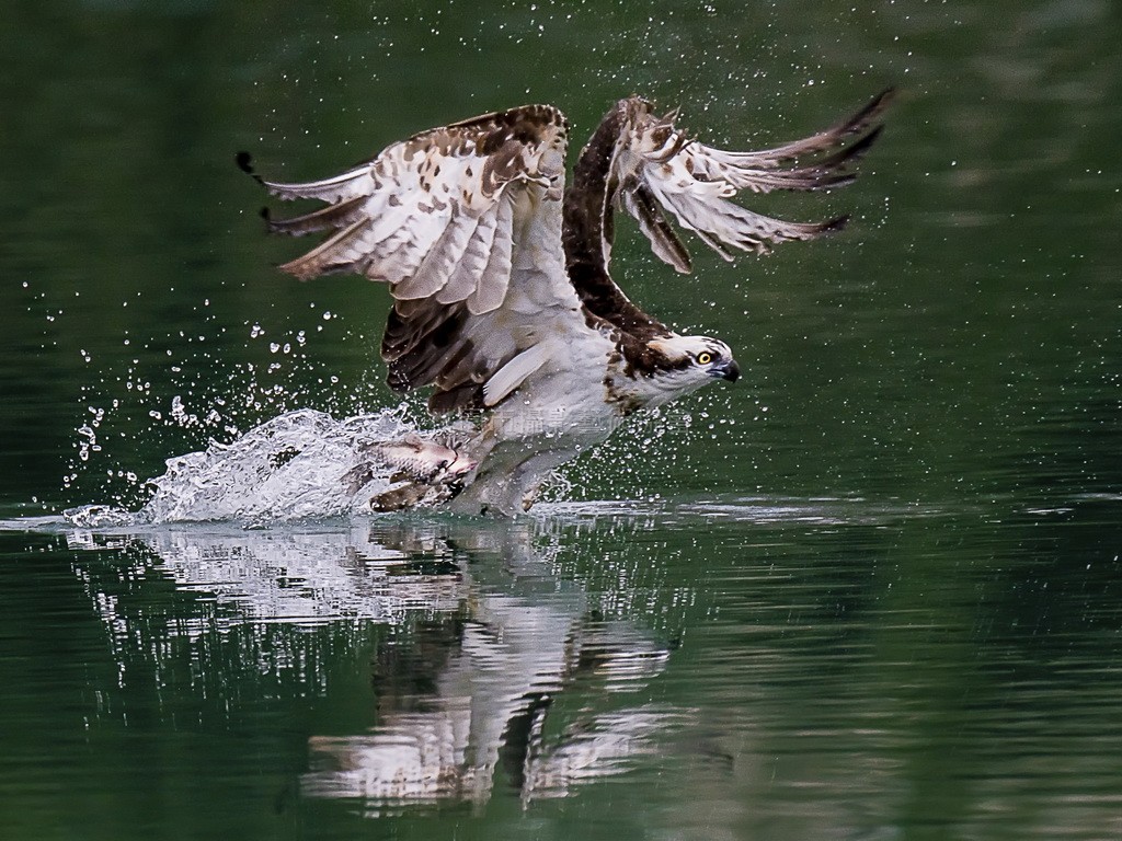 獵食