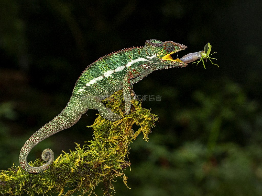 覓食