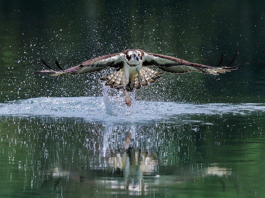 魚鷹獵食
