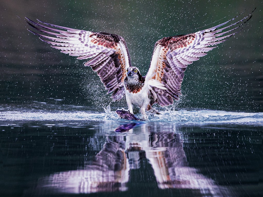 雄壯鷹姿