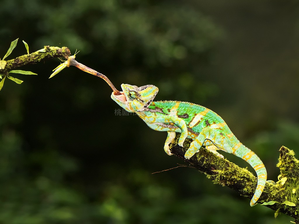 獵食
