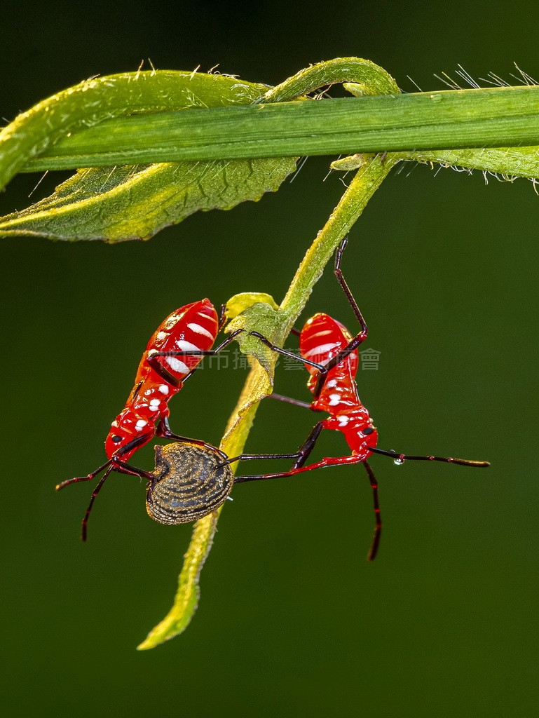 搶食