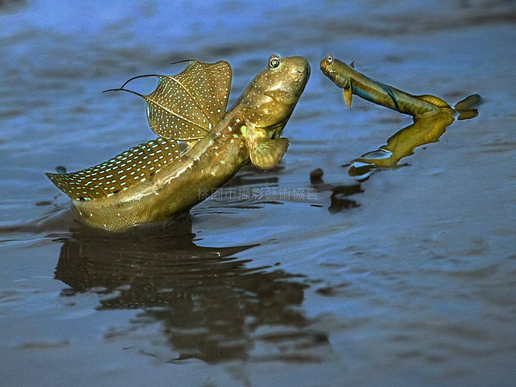 彈塗魚的風采