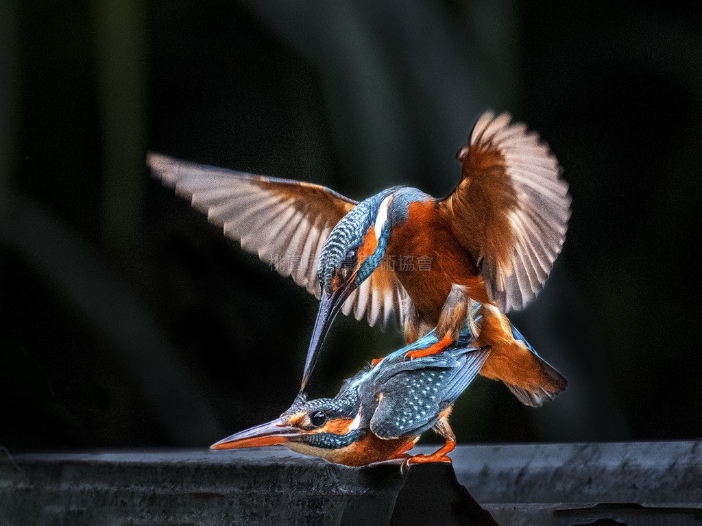 屋頂上恩愛翠鳥