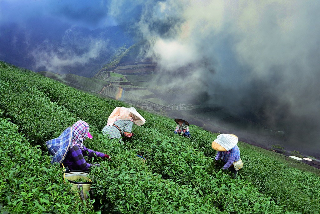 採茶風情