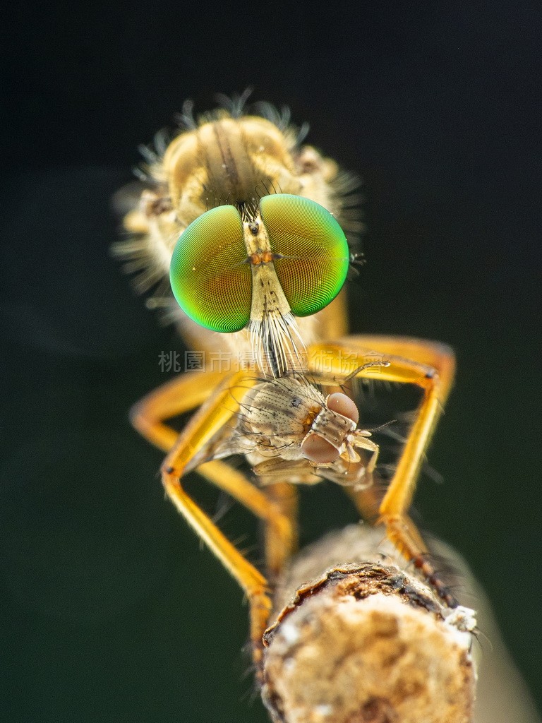 獵食