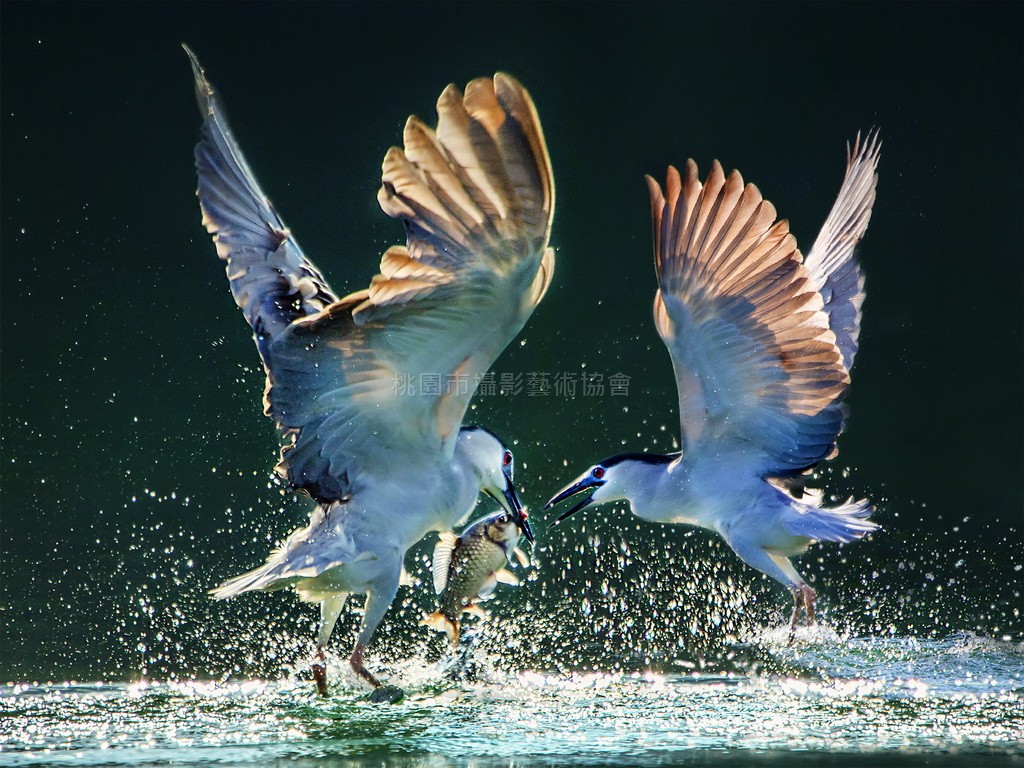 爭食
