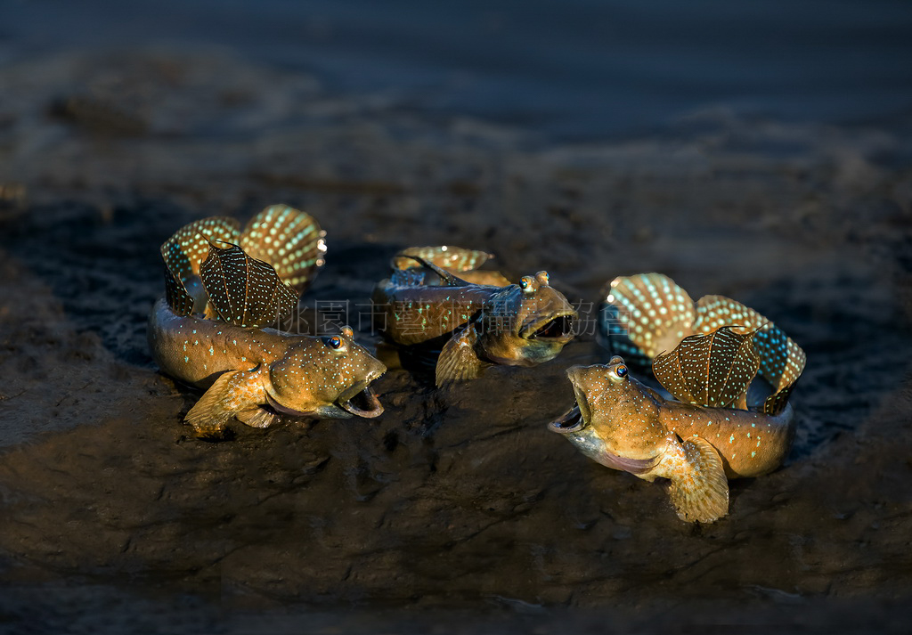 刁魚