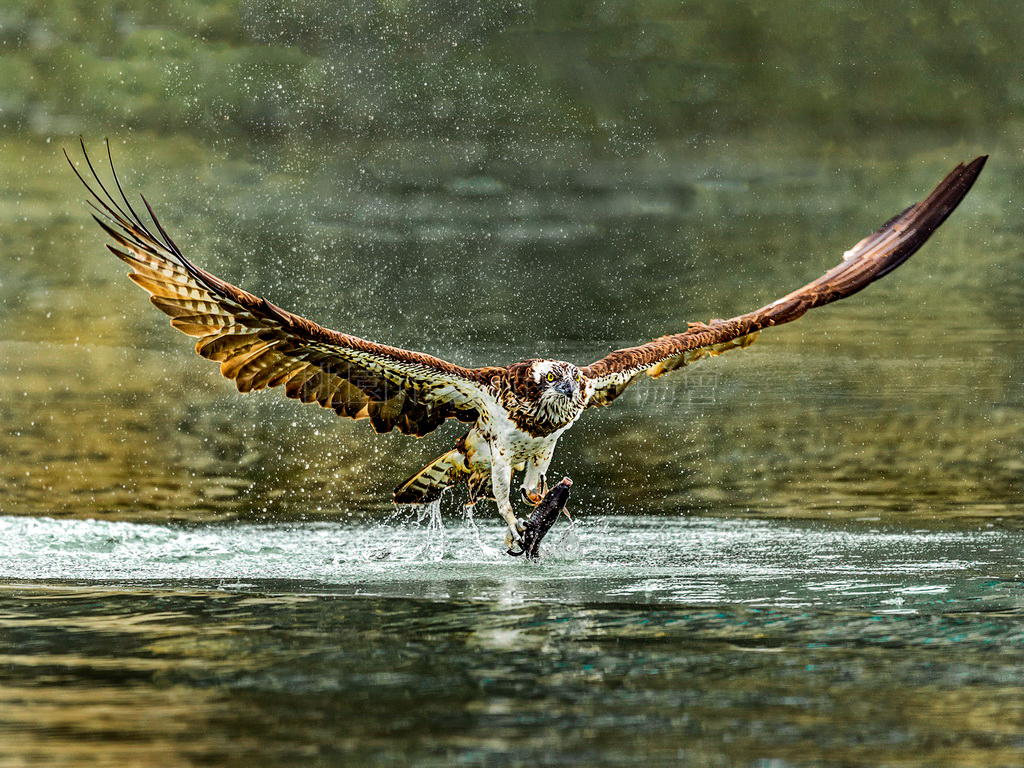 捕魚高手