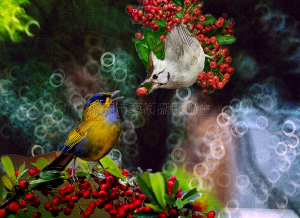 鳥族之愛