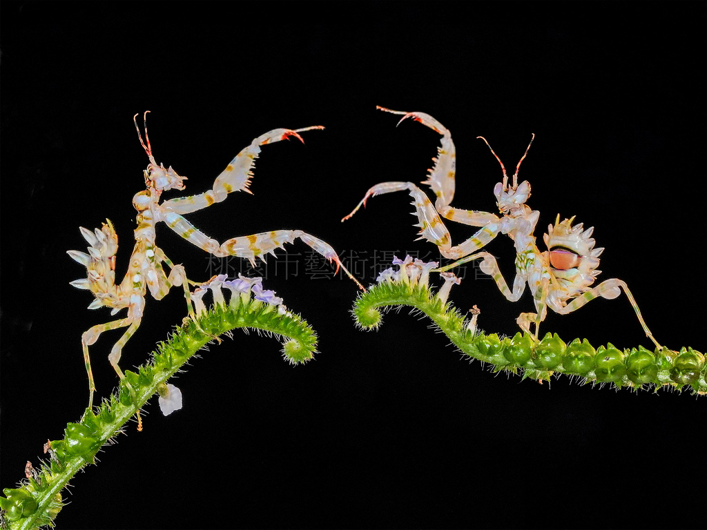 刺花螳螂
