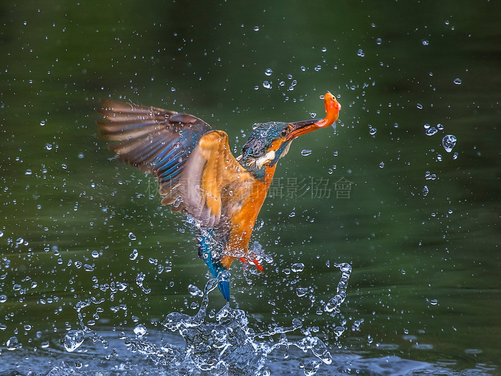 翠鳥