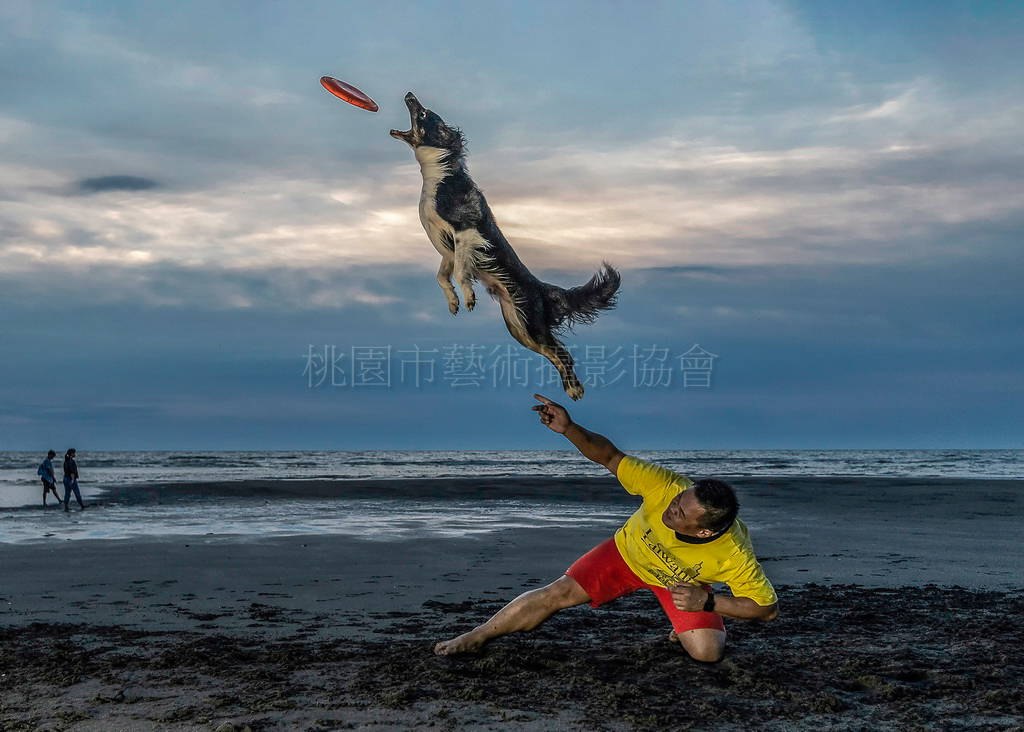 沙灘上的飛盤狗