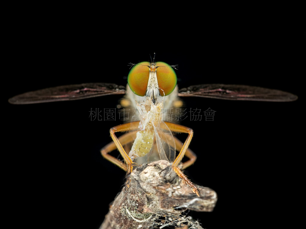蟲蟲殺手