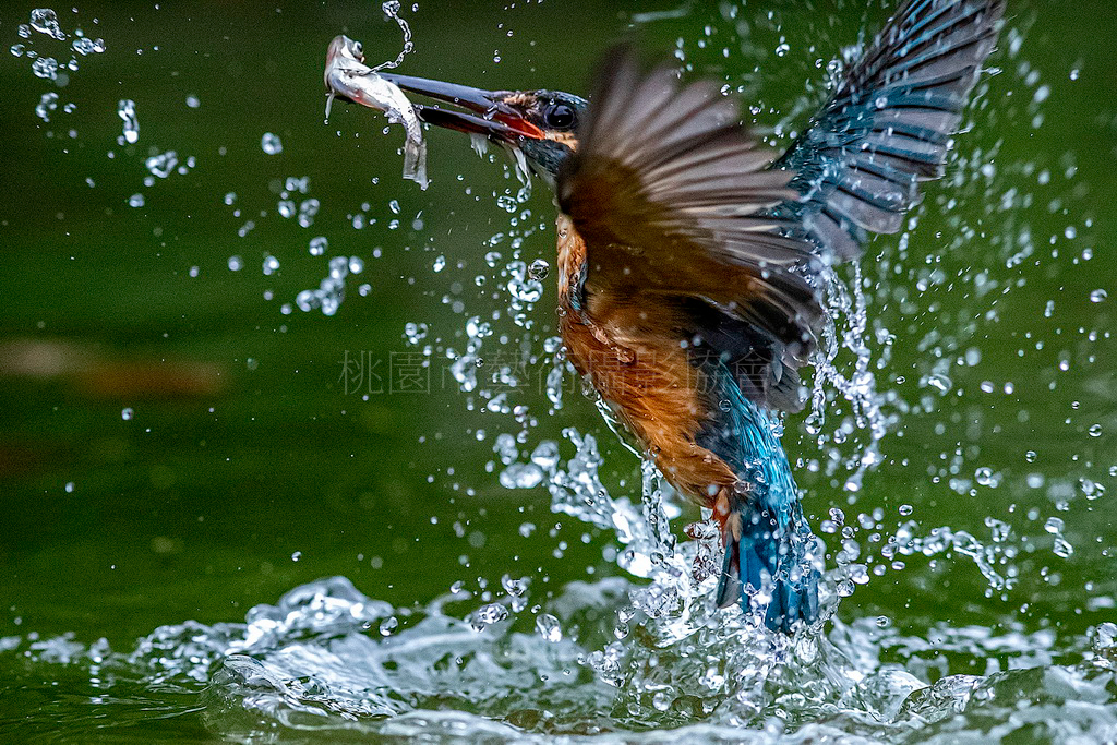 翠鳥水舞