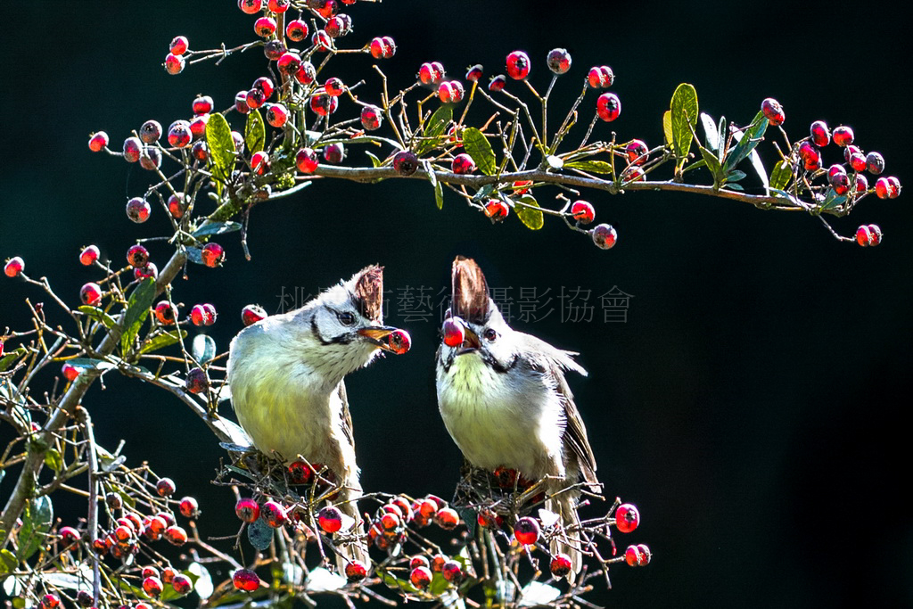 鳥樣子
